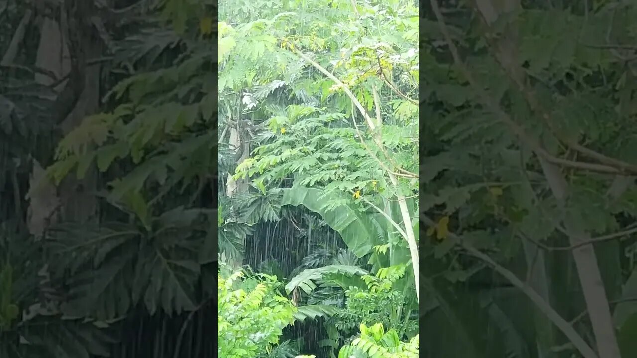 Relaxing rain video| raining |short cinematic rain video #shorts