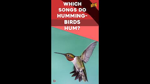 What You Should Know About Hummingbirds *