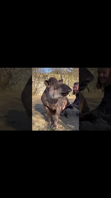 Massage for Tapir 🤩
