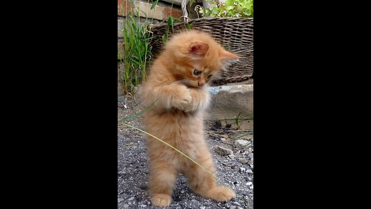 Funny moments from the life of cats. Fun with cats.