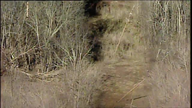 Utility poles, trees show signs of tornado damage in Felicity, Ohio -- Chopper 9 video