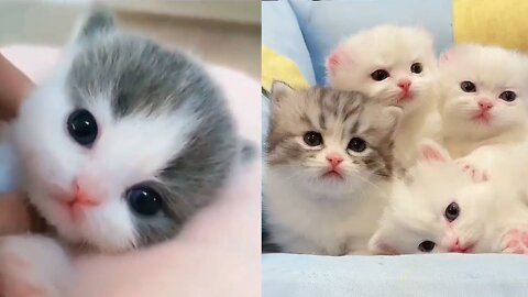 Little Kittens' Sweet and Fun Moments | Oolaa - Cute Pet World