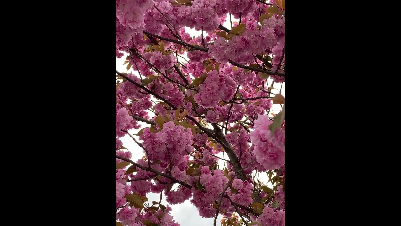 Pink Petal Paradise: Blossoms in Bloom #shorts #nocopyright #camping #soundeffects
