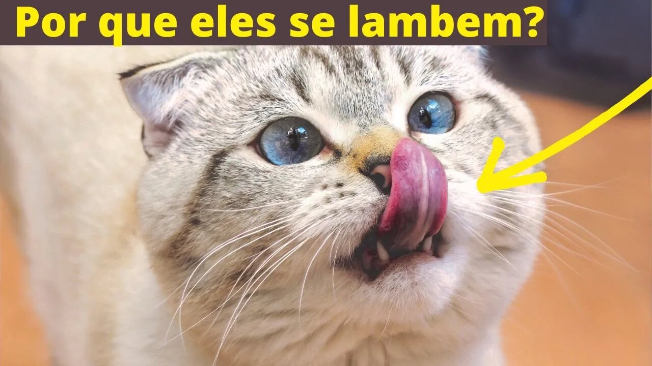 Por que os Gatos se Lambem. Descubra os motivos de se lamberem tanto. Gato Bartolomeu Tunico