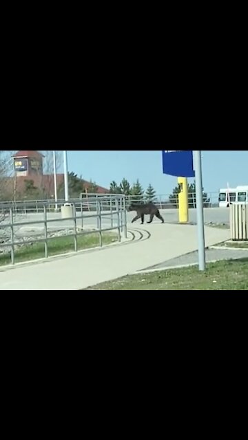 Bear Sighting In Ottawa On May 7th