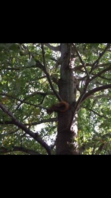 Cocky squirrel vs intense Beagle mix