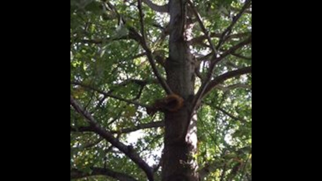 Cocky squirrel vs intense Beagle mix