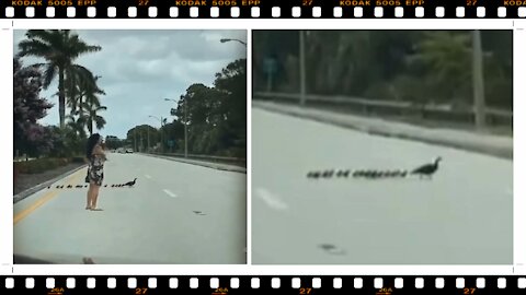 Family of Ducklings Stop Traffic on a Highway