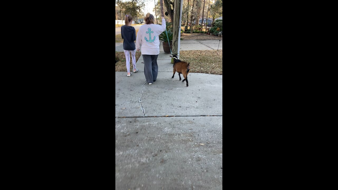 Eli’s 1st walk on the leash