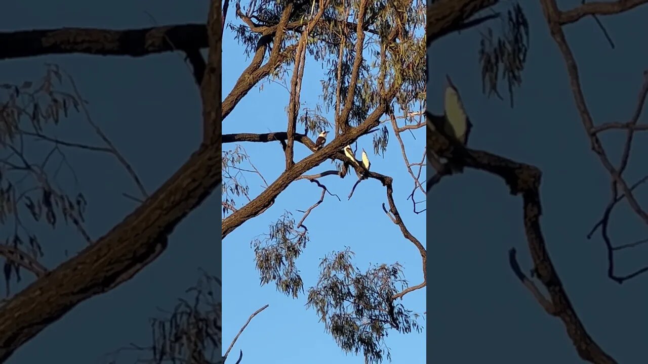 Kookaburra party