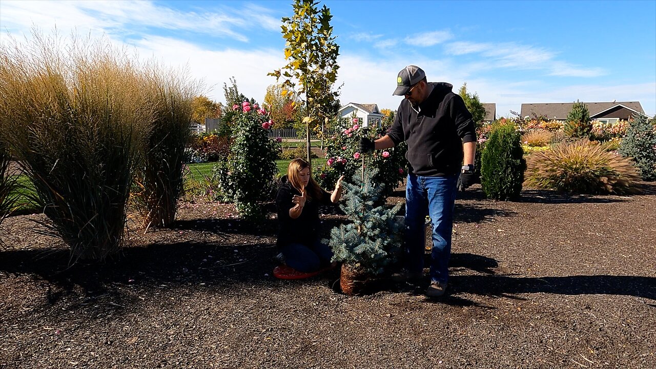 Planting 5 Gorgeous Evergreens just in Time for Winter! 😁🌲🙌