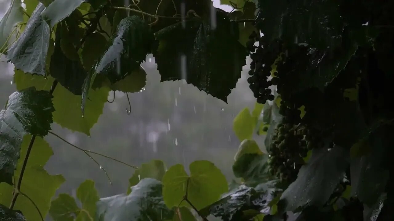 Rain with distant Thunderstorm sounds, concentration, relaxing sounds #waterwednesday