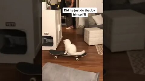 cat doing skidding #petvideos #viral