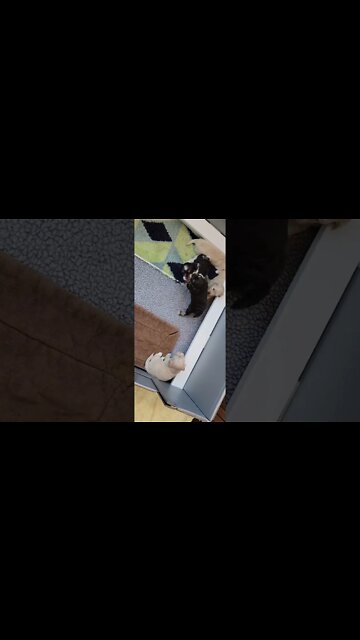 Random T & V Litter Videos(1)