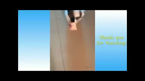 funny and cute dogs life