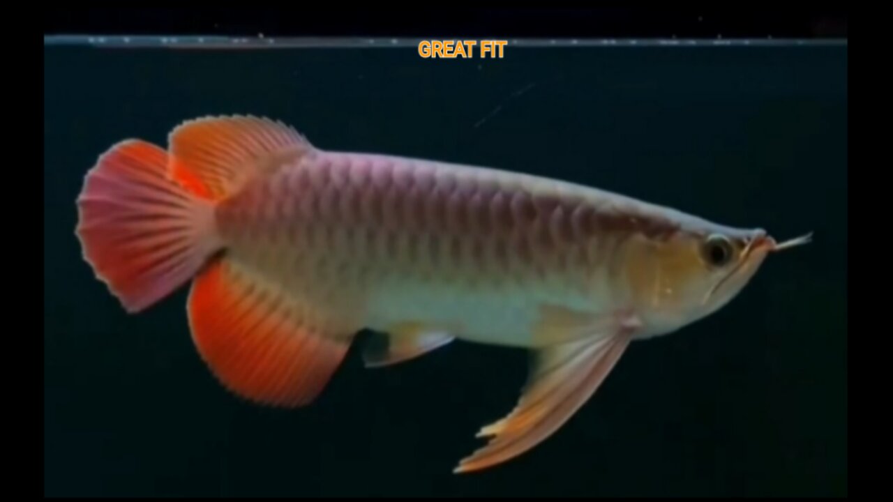 THE MOST EXPENSIVE ORANAL FISH IN ASIA SUPER RED AROWANA KALIMANTAN INDONESIA