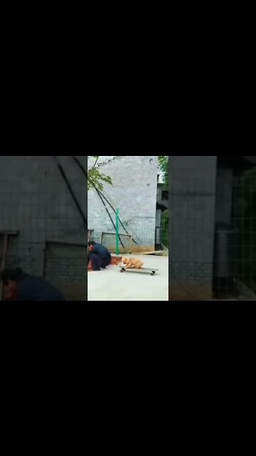 Funniest Fun Amazing videos must Entertainment comedy 2022🤣 #shorts #shortsfeed