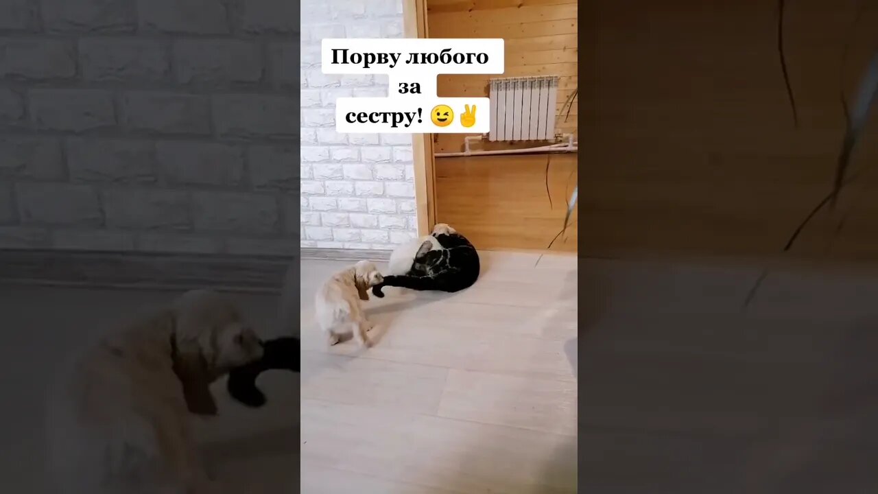 #shorts Смешные Собаки Из Тик Тока 47 Funny Dogs From Tiktok