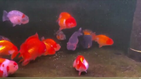 World most beautiful and best quality goldfish are in Thailand-10