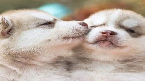 Funny cut and dog funny videos funny animals videos really launch comedy