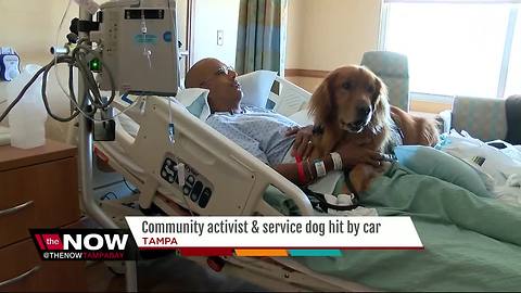 Community activist and service dog hit by car