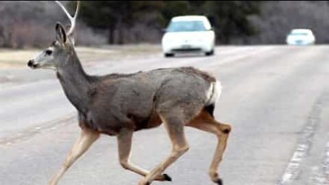 Un cerf le percute de plein fouet sur un parking