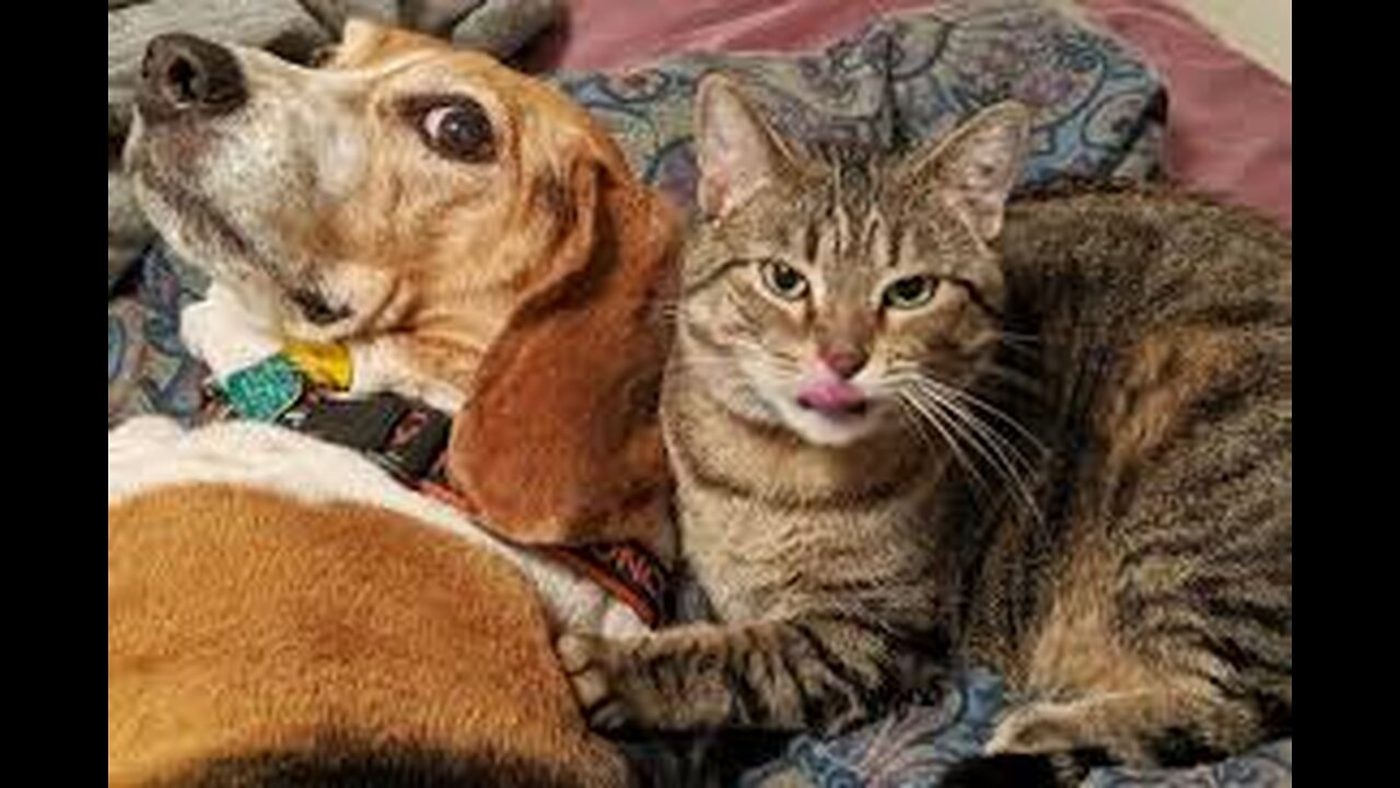 Funny Cat And Dogs Around The World