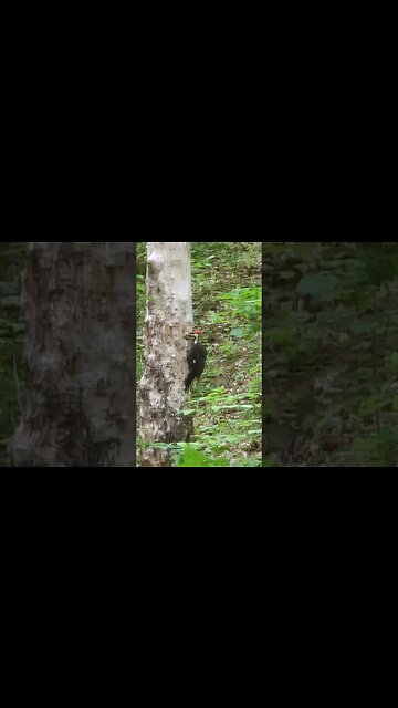 Pileated Woodpecker In My Backyard 5/27/23