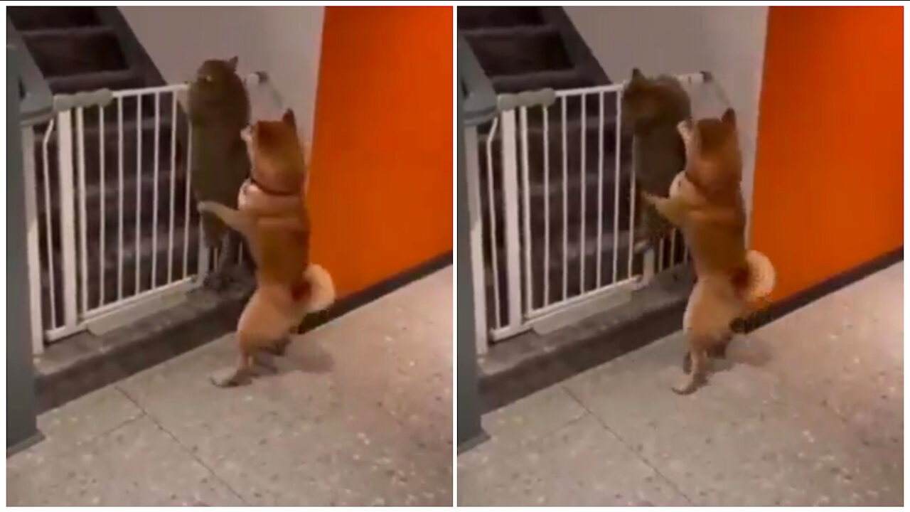 Puppy helping his friend kitty