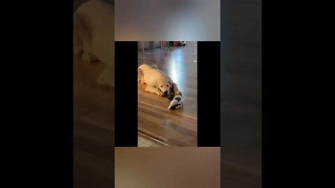 cute animals