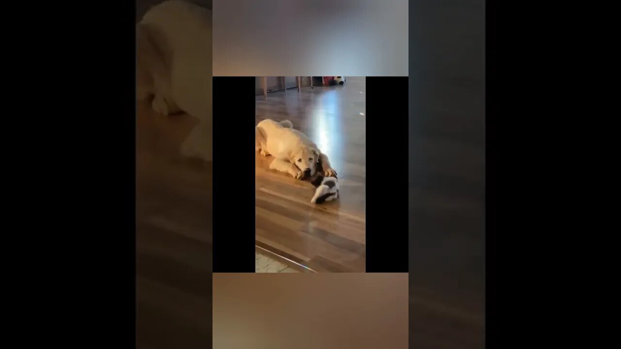 cute animals