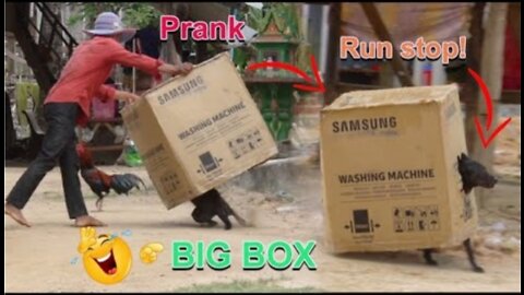 Run Stop!!! Funny Dog Prank Fail Inside BIG BOX - Must Watch Most Funny Comedy Video
