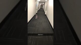 Boston Terrier shows DAD HOW HYPE THE DOG PARK IS