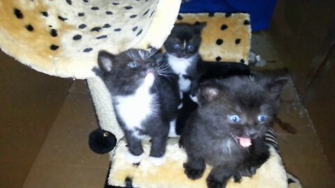 Lily, Emma and Adam . Their excited to see me come back home.リリー、エマ、アダムの3人だけの家。彼らは私の帰りを見て興奮しています。😸