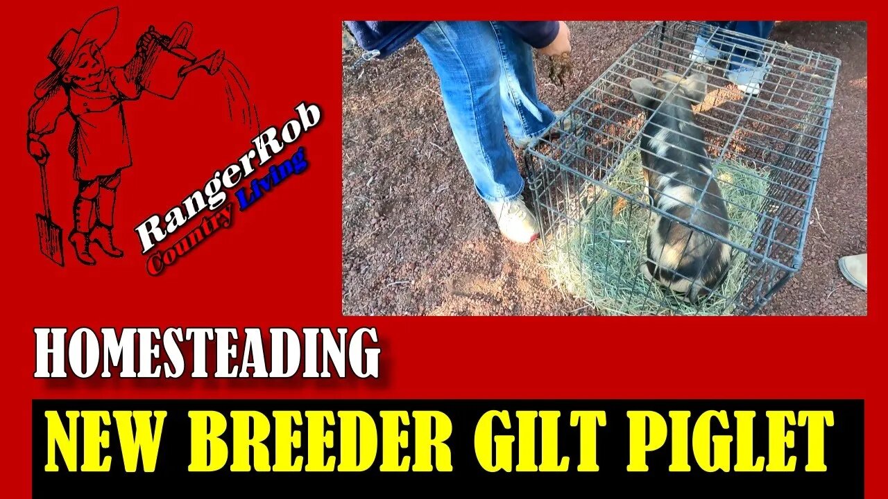 Idaho Pasture Pig Gilt Addition