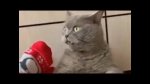 Funniest Animals- Best of the 2022 Funny Animals Videos