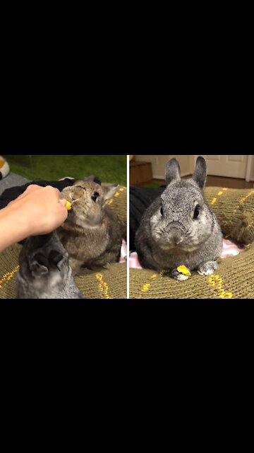 Bunny chomping on treat is an adorable ASMR moment