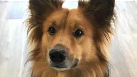 Dog has curious after-dinner habit