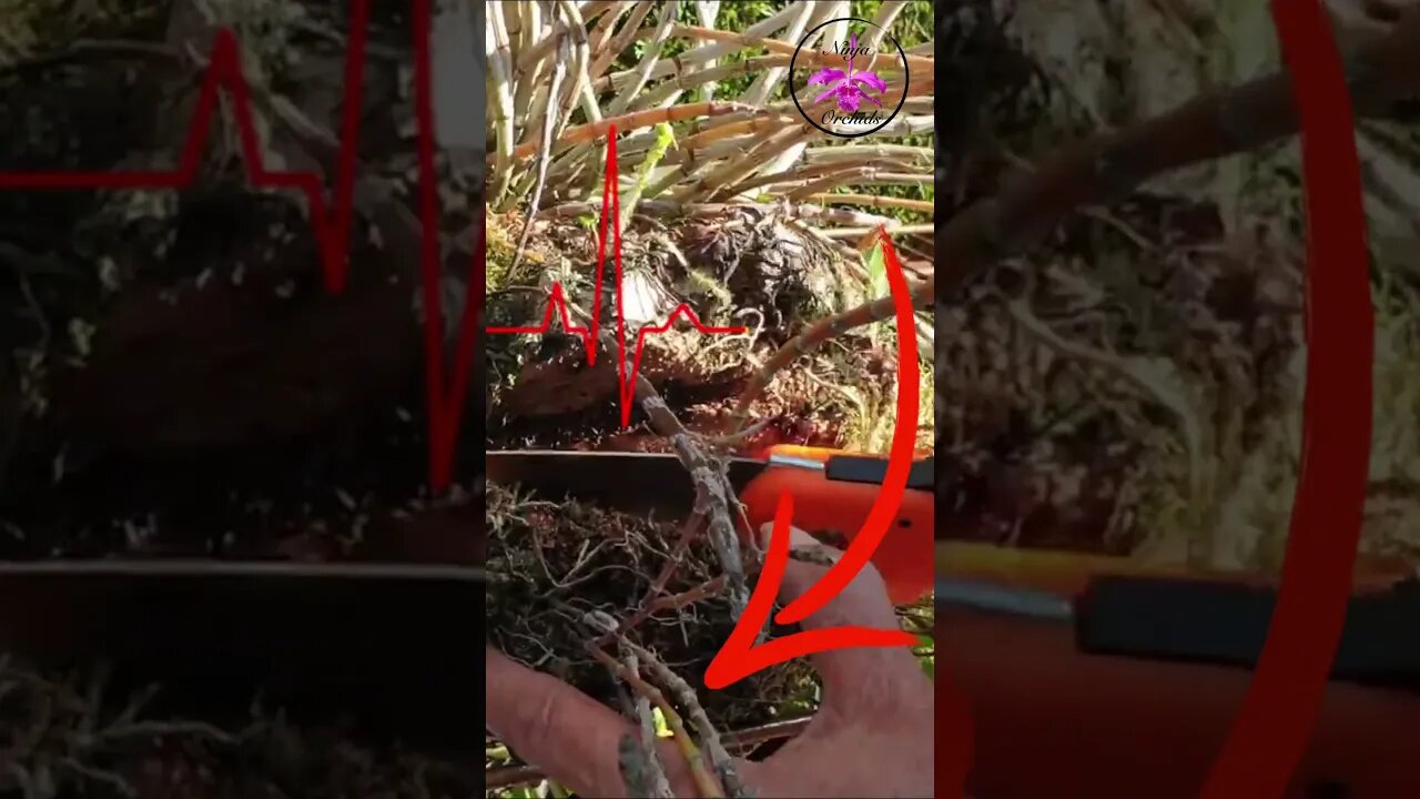 🫨🪚❤️🔥Heart❤️🔥🪚🫣 Rate OFF the CHARTS! 📈🫨SAWING Dendrobium Orchid OFF Mount #ninjaorchids #shorts
