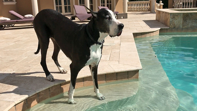 Great Danes enjoy dipping and sipping in the pool