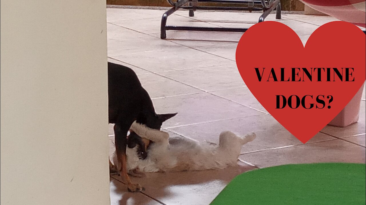 These puppies are danting, playing or fighting?ðŸ¤
