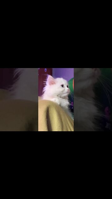 наши милые котики (2)