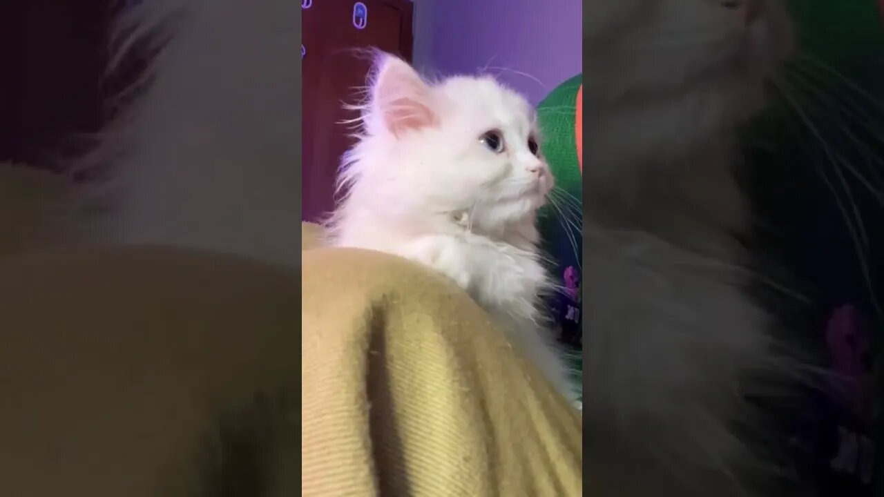 наши милые котики (2)