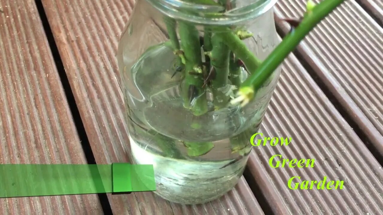 How to grow rose cuttings in water