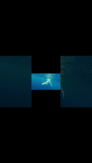 Beauty of the ocean (සාගරයේ සුන්දරී) 💃