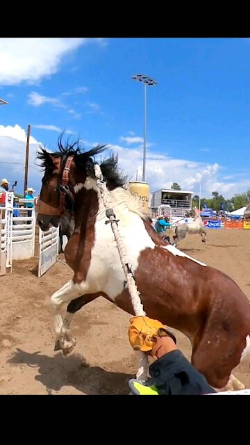 WILD HORSE RACING PRESCOTT, AZ
