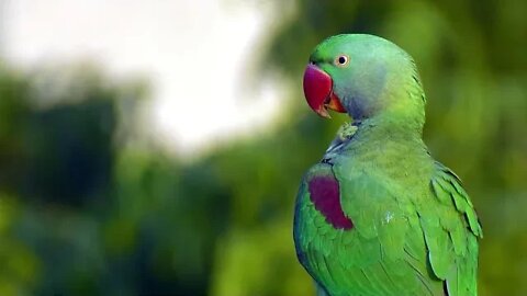 CUTE PARROT @Pablo Family