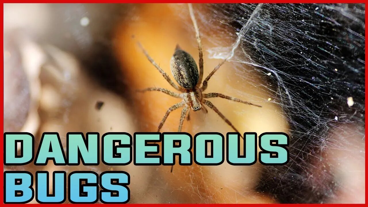 DANGEROUSE BUGS| MOSQUITO| LOCUST| BULLET ANTS|