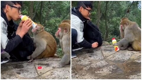 This man is cool playing with a group of monkeys in the wilderness