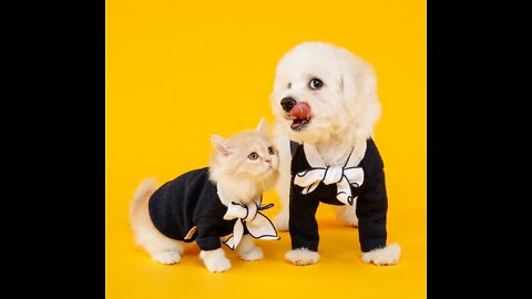 Cut Cats and Funny Dogs Just For Us Vídeo Compilation